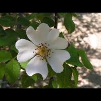 Rosa andegavensis (fam Caninae) (Europe) (2)